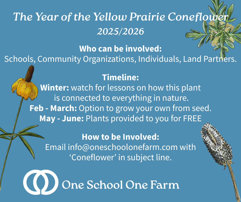 The Year of the Yellow Prairie Coneflower 2025/2026
